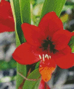 Amaryllis Flower Diamond Painting