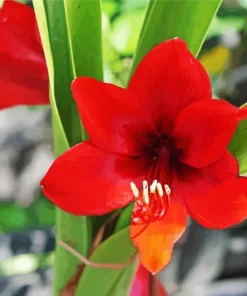 Amaryllis Flower Diamond Painting