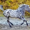 Appaloosa Leopard Diamond Painting