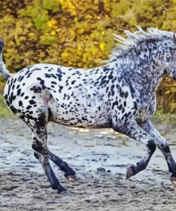 Appaloosa Leopard Diamond Painting