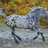 Appaloosa Leopard Diamond Painting