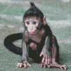 Baby Monkey Diamond Painting