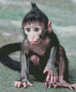 Baby Monkey Diamond Painting