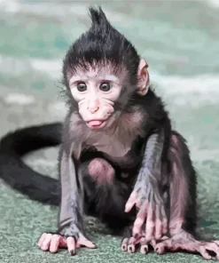 Baby Monkey Diamond Painting