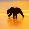 Bear Silhouette Diamond Painting