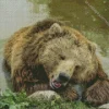 Bear Sleeping Diamond Painting