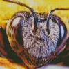 Bee Eyes Diamond Painting