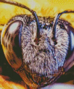 Bee Eyes Diamond Painting