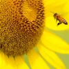 Bee On Sunflower Diamond Painting