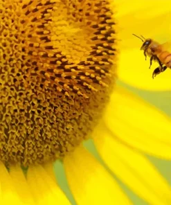 Bee On Sunflower Diamond Painting
