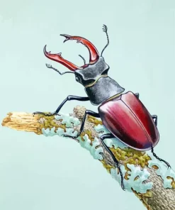 Beetle Art Diamond Painting