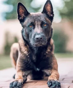 Belgian Malinois Dog Diamond Painting