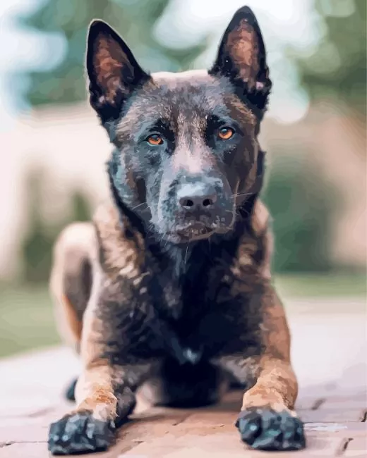 belgian malinois dog Diamond Paintings Belgian Malinois Dog Diamond Painting