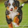 Bernedoodle Puppy Diamond Painting