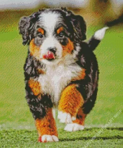 Bernedoodle Puppy Diamond Painting