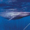 Big Blue Whale Diamond Painting