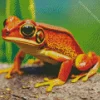 Big Orange Frog Diamond Painting