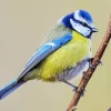 Bird Blue Tit Diamond Painting