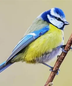 Bird Blue Tit Diamond Painting