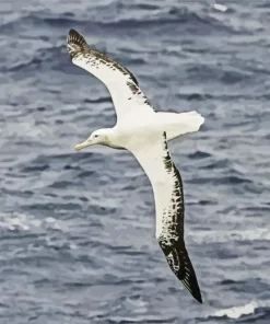Bird Flying Over Ocean Diamond Painting