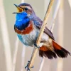 Bird Singing Diamond Painting