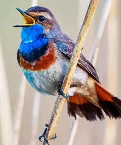 Bird Singing Diamond Painting