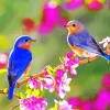 Birds On Flowers Diamond Painting