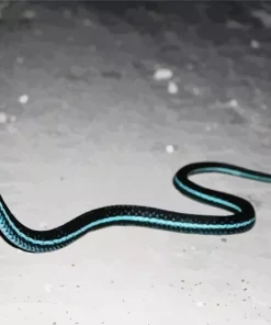Black And Blue Snake Diamond Painting