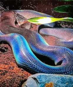 Black And Rainbow Snake Diamond Painting