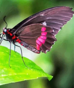 Black And Red Butterfly Diamond Painting