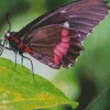 Black And Red Butterfly Diamond Painting