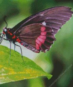 Black And Red Butterfly Diamond Painting