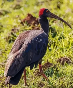 Black And Red Ibis Diamond Painting