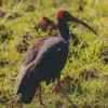 Black And Red Ibis Diamond Painting