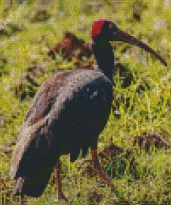 Black And Red Ibis Diamond Painting