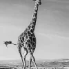 Black And White Giraffe Diamond Painting