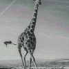 Black And White Giraffe Diamond Painting