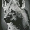 Black And White Hyena Diamond Painting