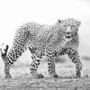 Black And White Leopard Diamond Painting