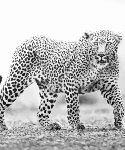 Black And White Leopard Diamond Painting