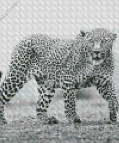 Black And White Leopard Diamond Painting