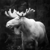 Black And White Moose Diamond Painting