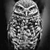 Black And White Owl Diamond Painting