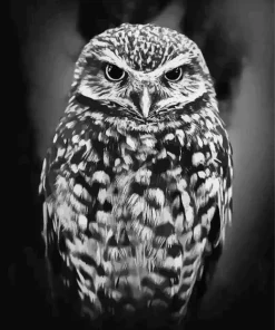 Black And White Owl Diamond Painting