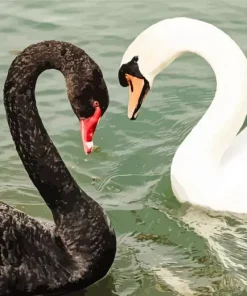 Black And White Swan Diamond Painting