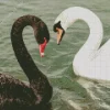 Black And White Swan Diamond Painting