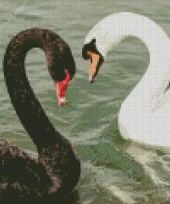 Black And White Swan Diamond Painting