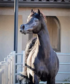 Black Arabian Horse Diamond Painting