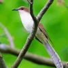 Black Billed Cuckoo Diamond Painting
