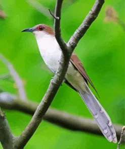 Black Billed Cuckoo Diamond Painting